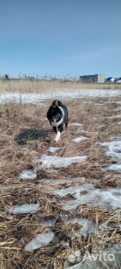 Кобель рел для вязки