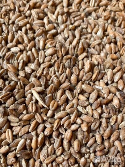 Зерно пшеница