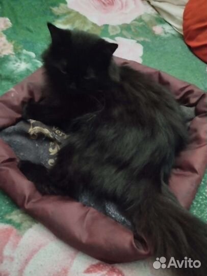 Лежанка для кошек