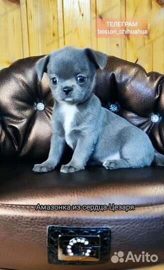 Чихуахуа девочка голубого окраса