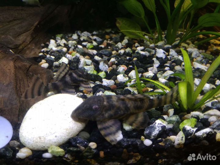 Донные рыбки,сомы 181,393,016