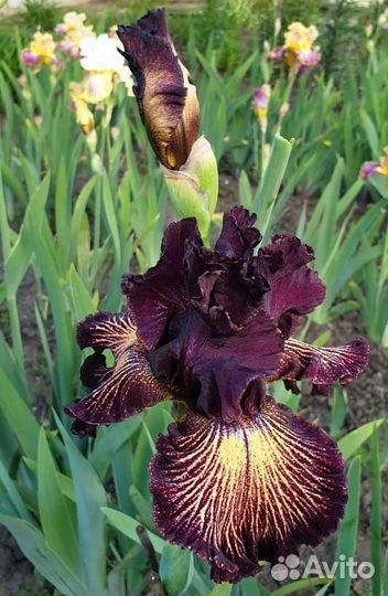 Предлагаю сортовые бородатые ирисы