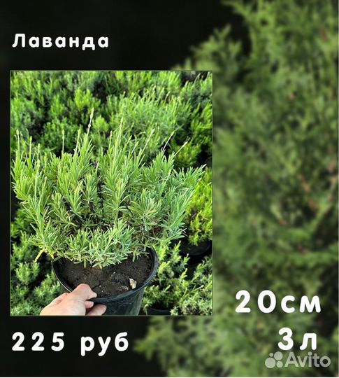 Саженец Лаванда 20 см