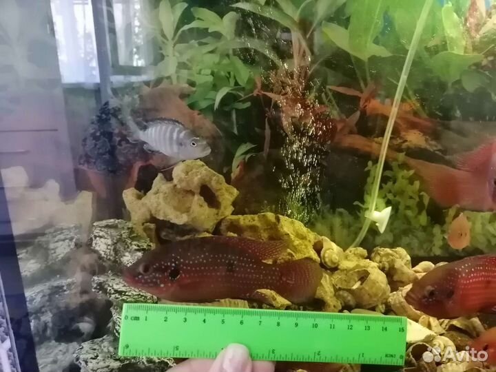 Хромис красавец