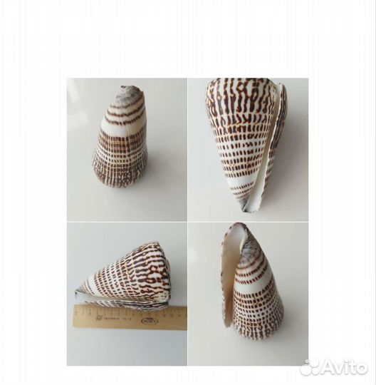 Морские ракушки