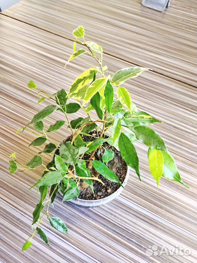 Фикус Бенджамина сорт 