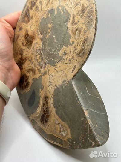 Аммонит большой коллекционный