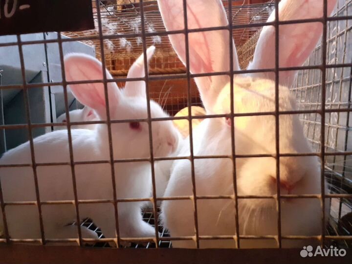 Белый Панон