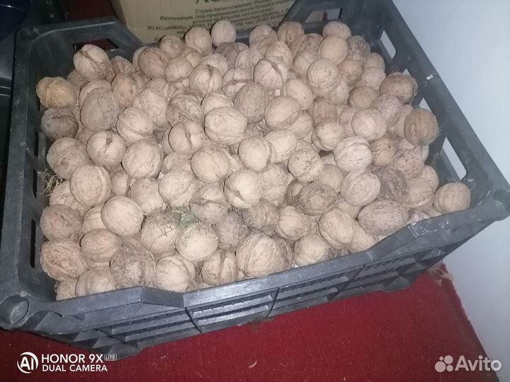 Орех грецкий