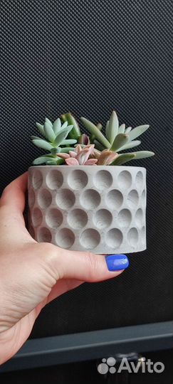 Суккуленты