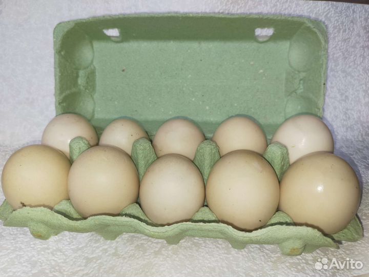 Продам петухов,селезней и яйца куриные и утиные