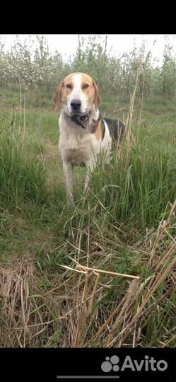 Земельный участок/ферма