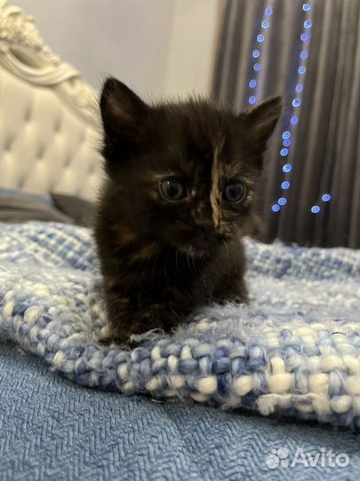 Котята