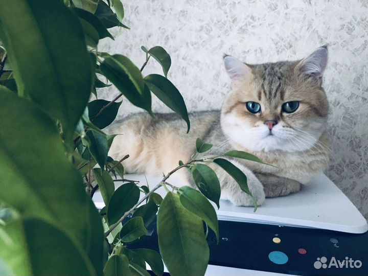 Британский кот, вязка