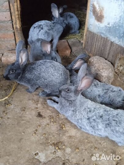 Кролики мясных пород