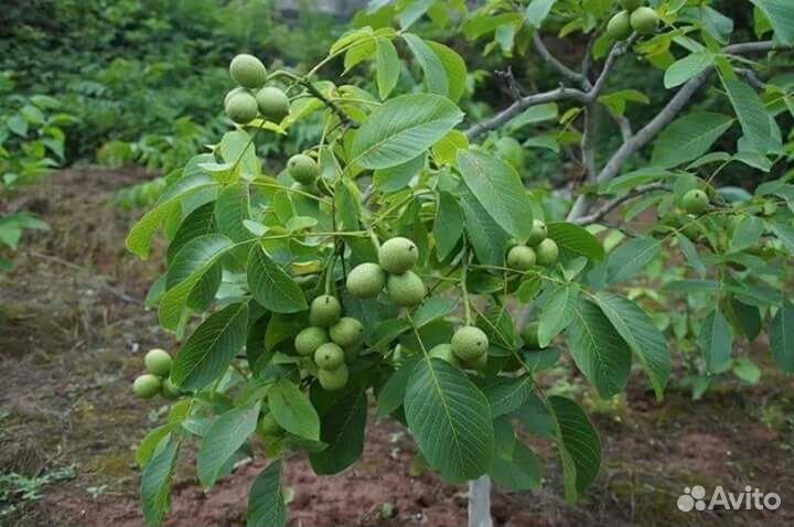 Орех Кария Пекан