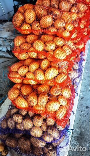 Продам картофель домашний