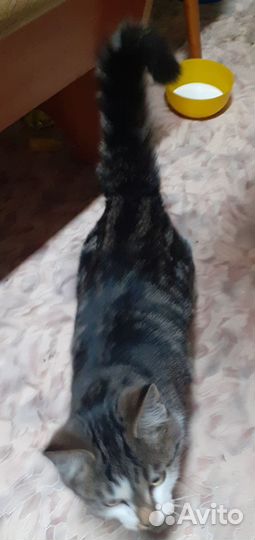 Котик молодой