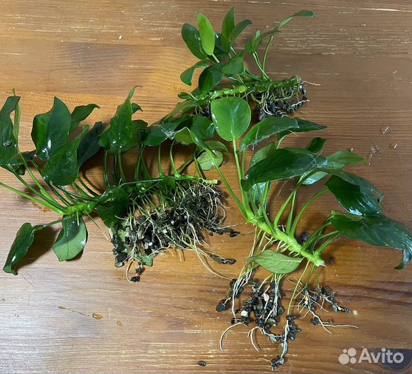 Анубиас аквариумное растение