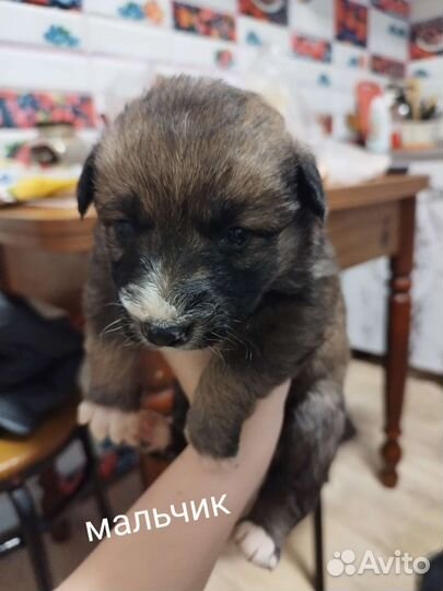 Щенки в добрые руки