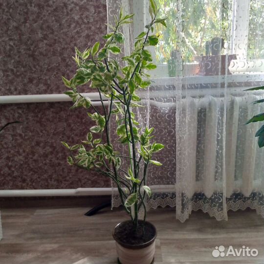 Комнатный цветок