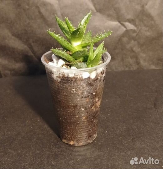 Алоэ Чешуйчатое