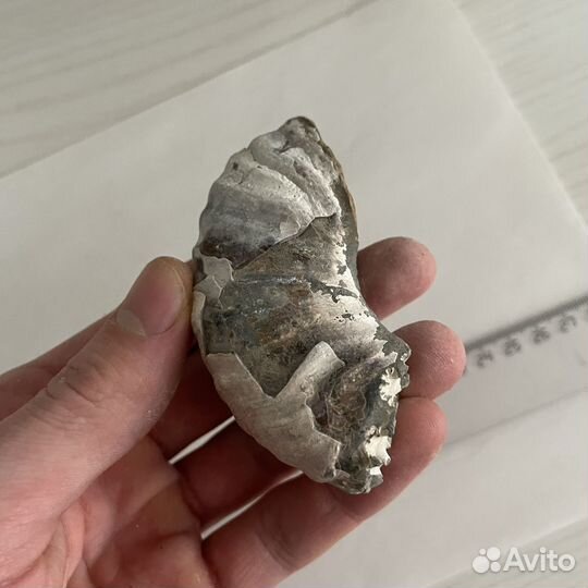 Запчасти от аммонитов, аммониты, окаменелости