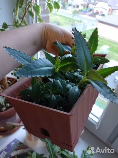 Каланхоэ лечебное