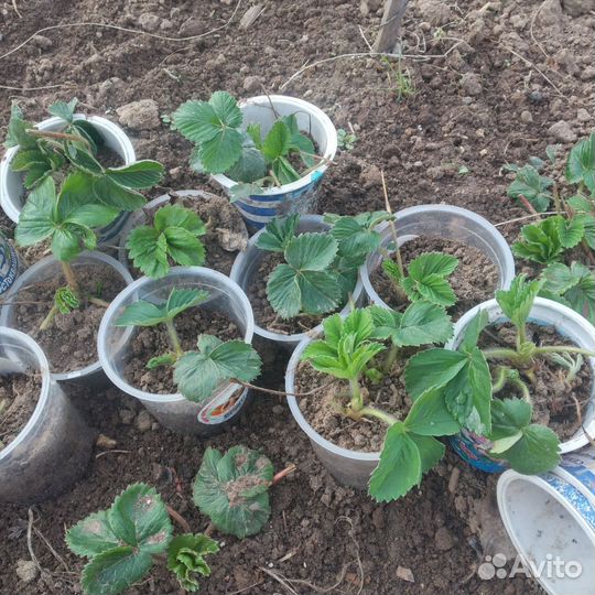 Рассада виктории