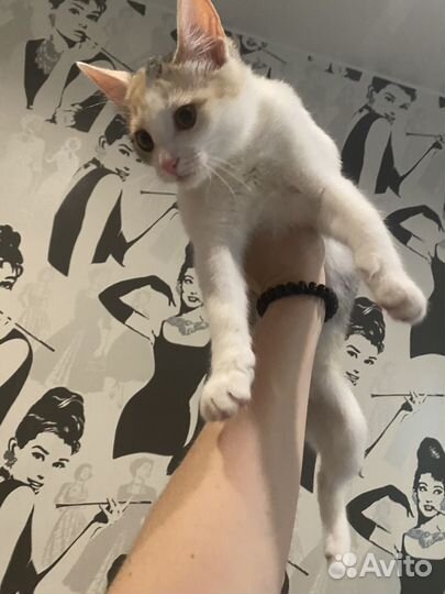 Котята в добрые руки даром москва