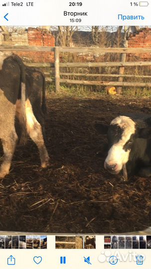 Домашние животные