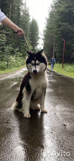 Сибирский хаски