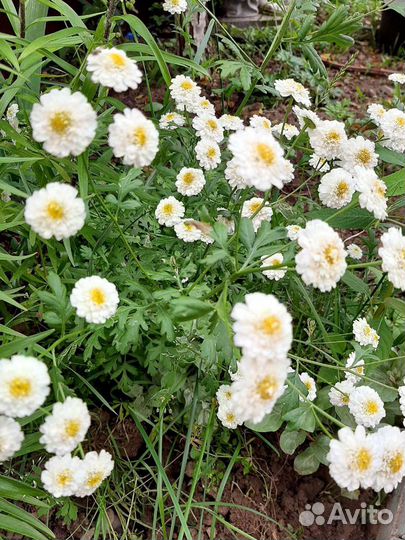 Ирис карликовый,хризантемка