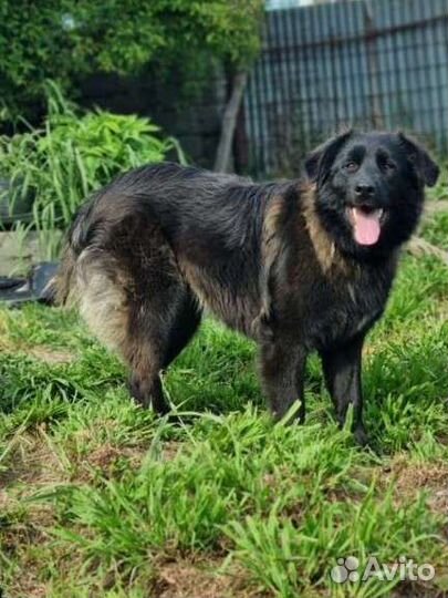 Собака, бесплатно, стерилизована