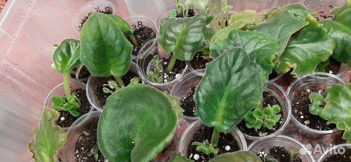 Листики сортовых фиалок с2-5детками,30сортов