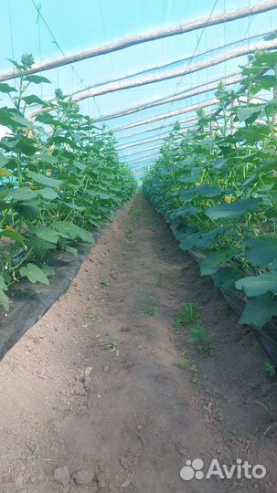 Работник в теплицу