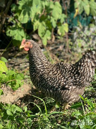 Куры несушки молодые, Не старьё под видом 8-9 мес