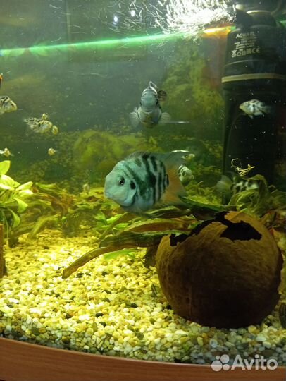 Аквариумные рыбки