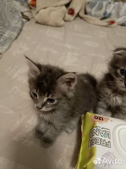 Кот и кошка