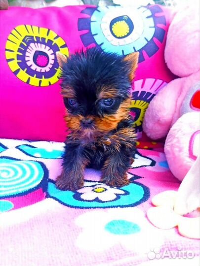 Щенки Йоркширского терьера мини