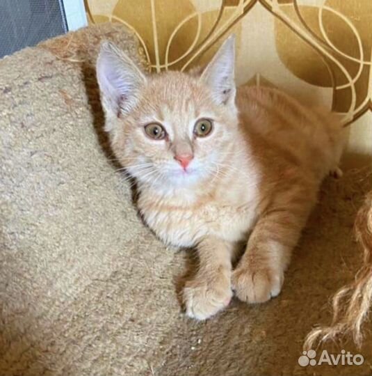 Рыжий малыш в поисках дома