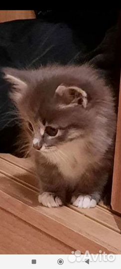 Котенок мальчик бесплатно