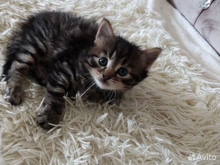 Котята