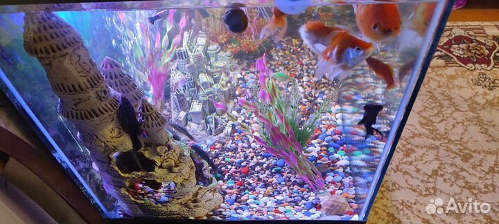 Аквариум