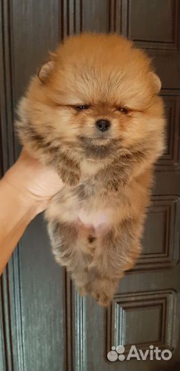 Померанский шпиц мини мишка