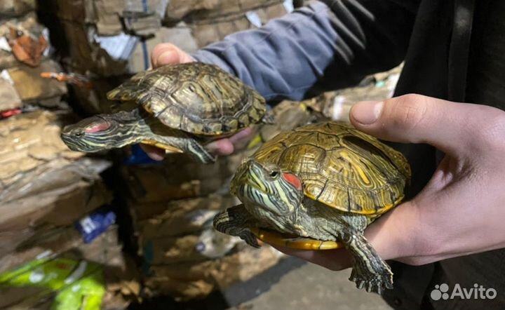 Красноухая черепаха с аквариумом бесплатно