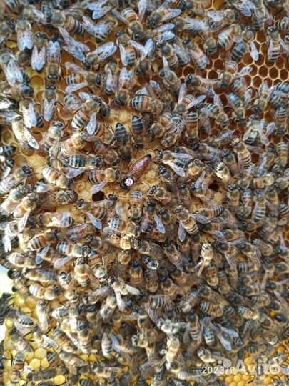 Матки ио карника, бакфаст. Предзаказ 2024г