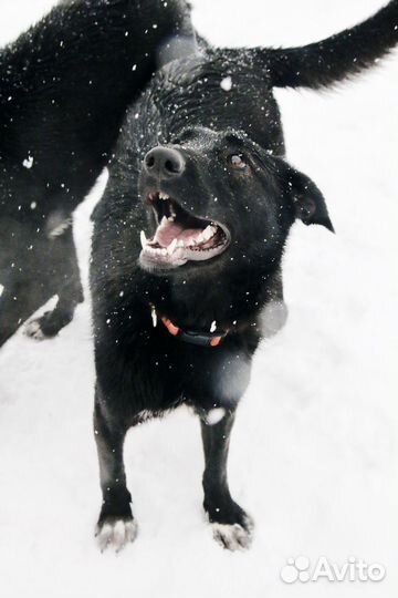 Собака в добрые руки