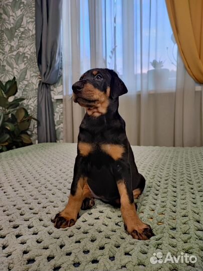 Щенки добермана