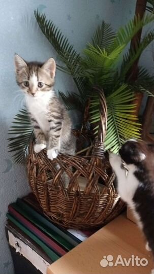 Кошечки сестренки
